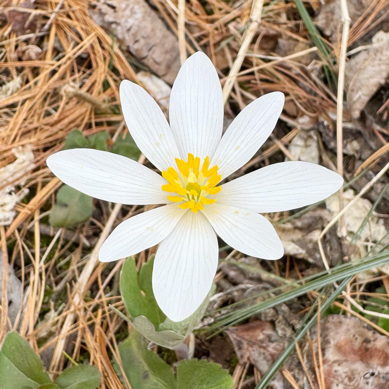 Bloodroot, Sanguinaria canadensis, a first flower of Spring